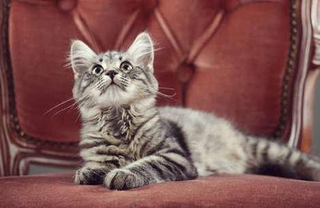 10 things only cat owners know to be true