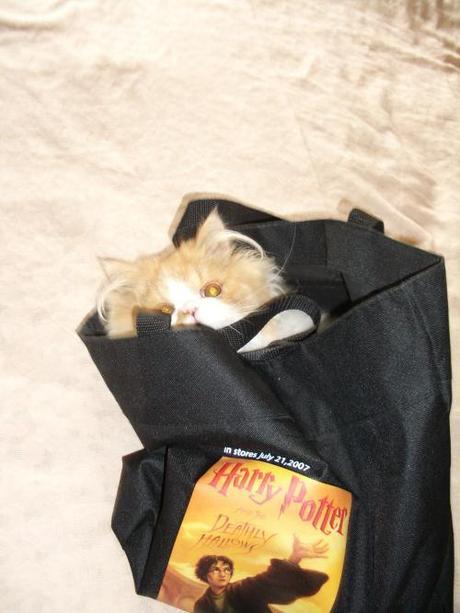 cat in a bag