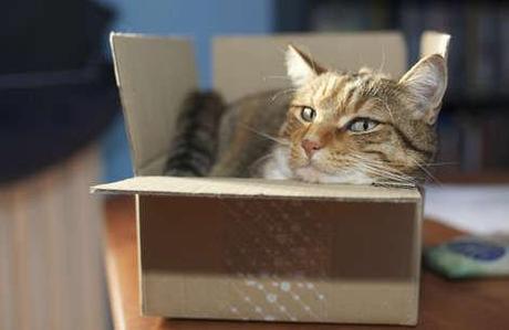 10 things only cat owners know to be true