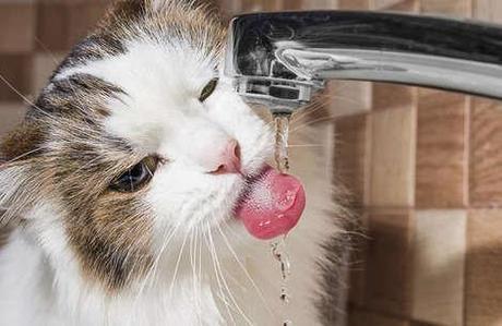 10 things only cat owners know to be true