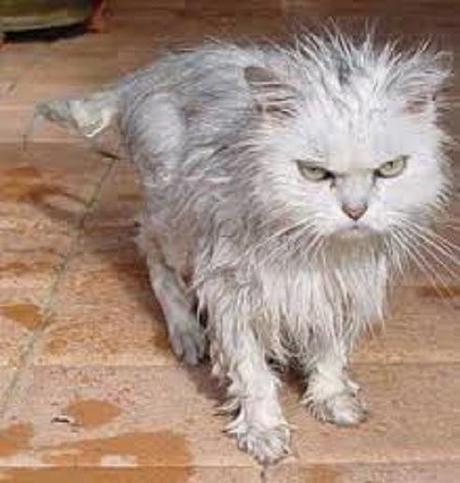 wet mad cat