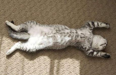 10 things only cat owners know to be true