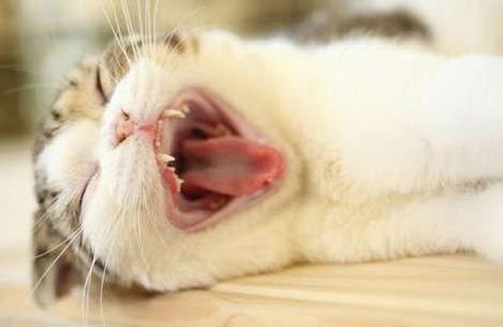 10 things only cat owners know to be true