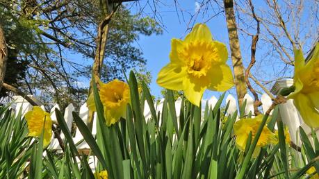 Daffodils-Under-the-Grapevine-in-Farmingdale