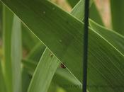 Hunger Games: Joys Aphid-lady Beetle