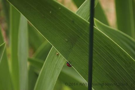Lady beetle preparing to feast on aphids on Iris germanica.