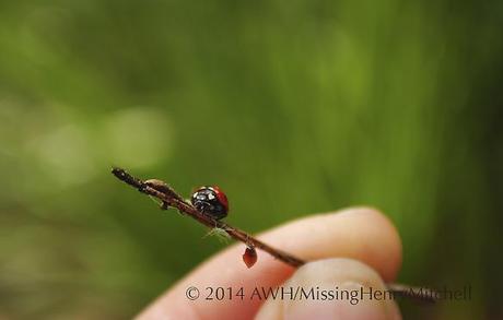 Lady beetle approaching her prey on a twig