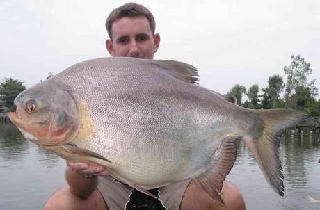 The Pacu Fish