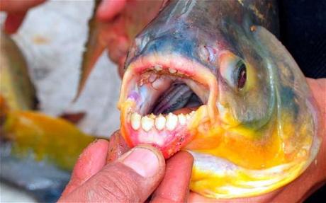 The Pacu Fish