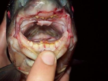 The Pacu Fish