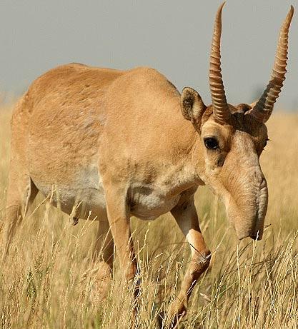 The Saiga Antelope