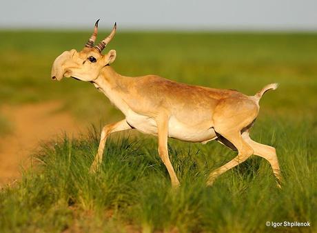 The Saiga Antelope