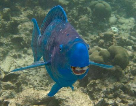 The Blue Parrotfish
