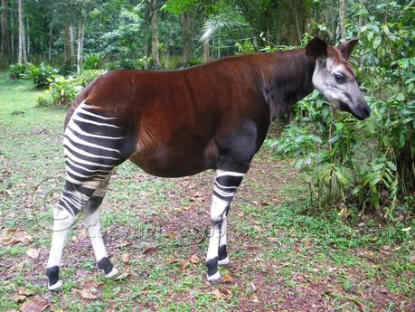 Okapi