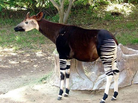 Okapi