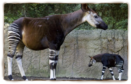 Okapi