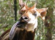 Okapi