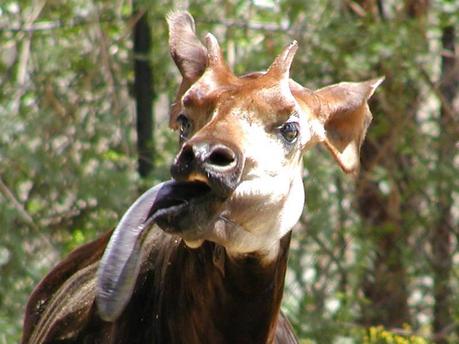 Okapi