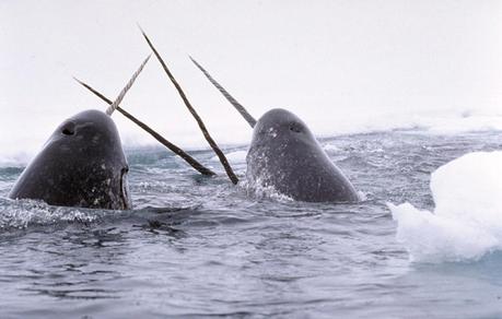 Narwhal