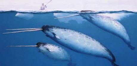 Narwhal