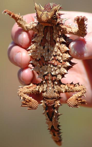 Thorny Dragon