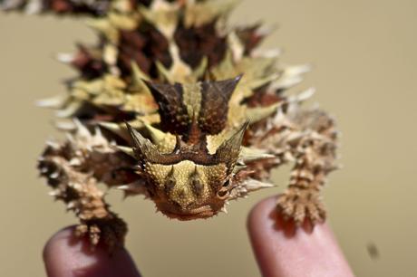 Thorny Dragon