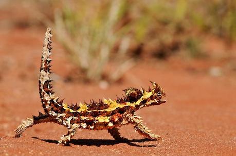 Thorny Dragon