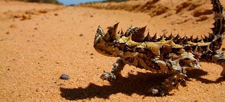 Thorny Dragon