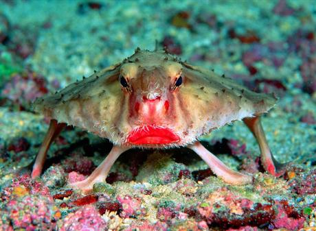 Red-lipped Batfish