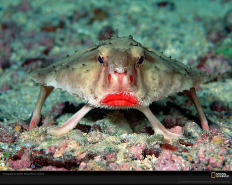 Red-lipped Batfish