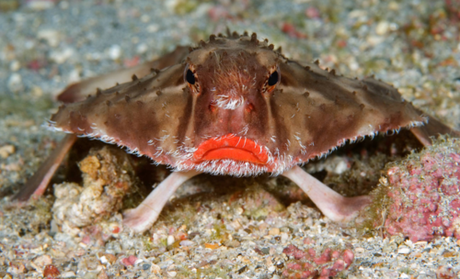 Red-lipped Batfish