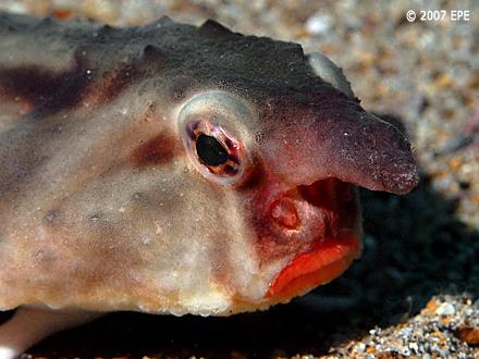 Red-lipped Batfish