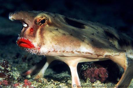 Red-lipped Batfish