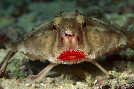 Red-lipped Batfish