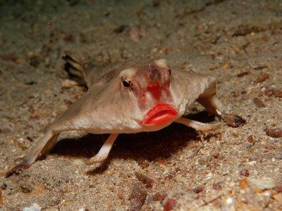 Red-lipped Batfish