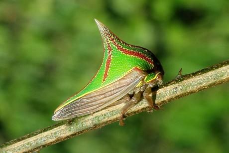 Umbonia Spinosa