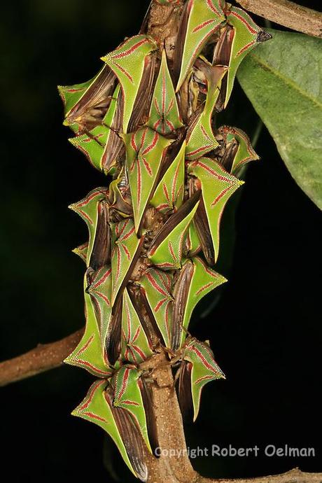 Umbonia Spinosa