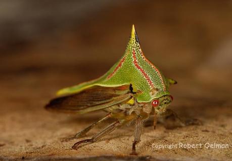 Umbonia Spinosa