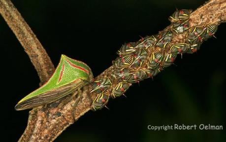 Umbonia Spinosa