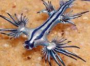 Glaucus Atlanticus