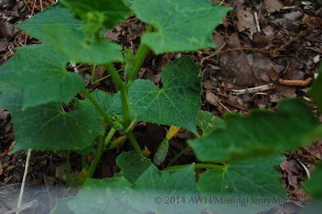 Tiny pickling cucumber forming.