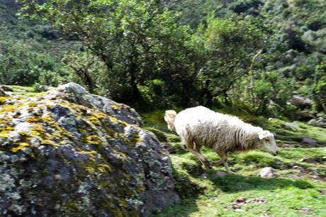 Running Sheep