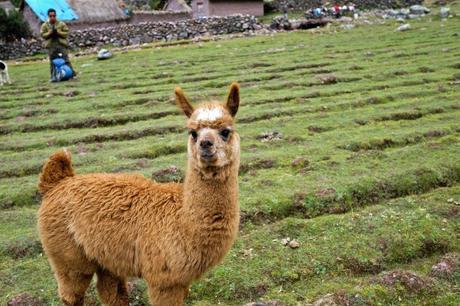 Alpaca