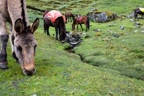 Grazing horses