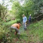 PIGS IN THE COPSE