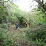 PIGS IN THE COPSE