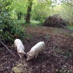 PIGS IN THE COPSE