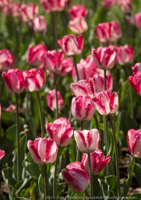 Shirley Tulips © 2014 Patty Hankins