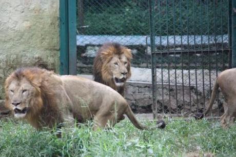 Taken in October of 2013 at Bannerghatta Zoo