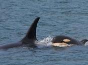 World’s Oldest Orca (She’s 103!) Spotted Along Canadian Coast